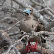 Galapagos-Tiere25.jpg